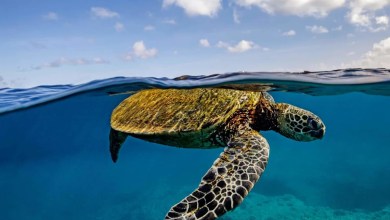This Turtle Study Says Reefs and Routes Matter Too This Turtle Study Says Reefs and Routes Matter Too
