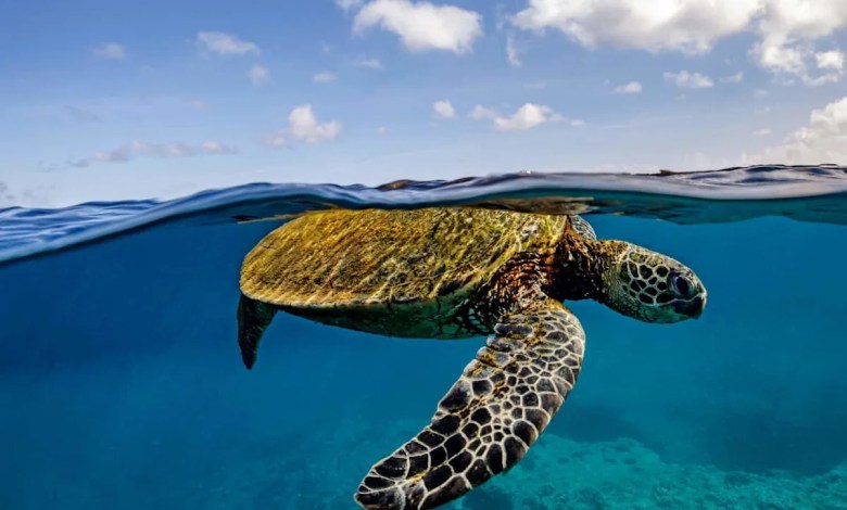 This Turtle Study Says Reefs and Routes Matter Too This Turtle Study Says Reefs and Routes Matter Too