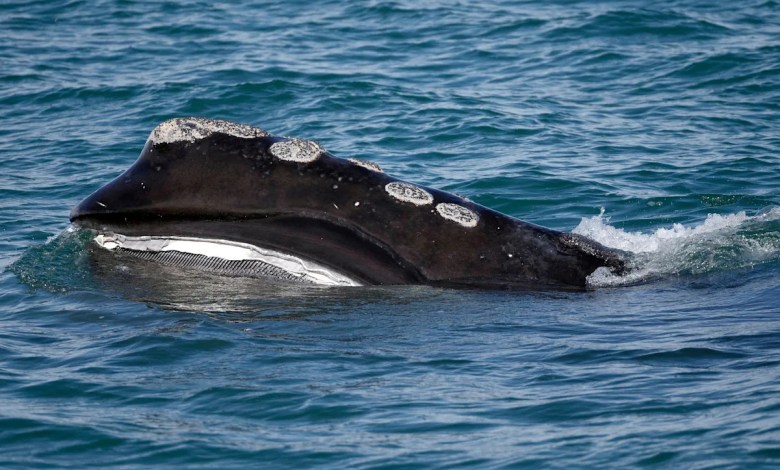 A rare whale is having an encouraging season for births. Scientists warn it might still go extinct A rare whale is having an encouraging season for births. Scientists warn it might still go extinct