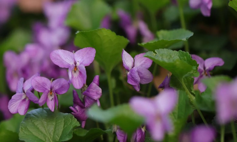 11 Weeds You Should Reconsider Pulling From Your Garden 11 Weeds You Should Reconsider Pulling From Your Garden