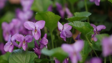 11 Weeds You Should Reconsider Pulling From Your Garden 11 Weeds You Should Reconsider Pulling From Your Garden