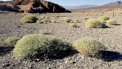 In a Death Valley Shrub, Scientists See a Blueprint for Heat-Proof Crops In a Death Valley Shrub, Scientists See a Blueprint for Heat-Proof Crops