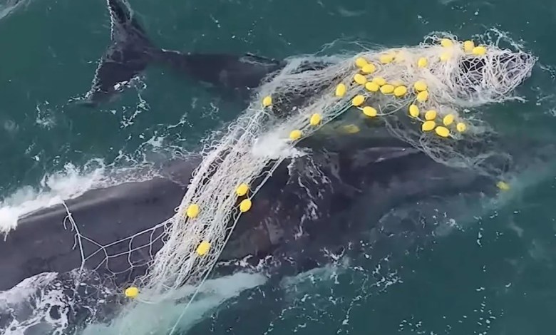 Heartbreaking Footage Shows Struggling Whale and Her Calf Deeply Tangled in Shark Net Before Rescue Heartbreaking Footage Shows Struggling Whale and Her Calf Deeply Tangled in Shark Net Before Rescue