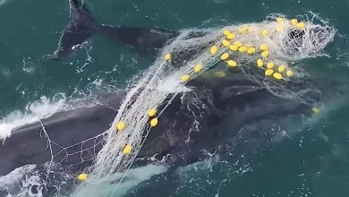Heartbreaking Footage Shows Struggling Whale and Her Calf Deeply Tangled in Shark Net Before Rescue Heartbreaking Footage Shows Struggling Whale and Her Calf Deeply Tangled in Shark Net Before Rescue