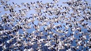 Raucous bird tornado touches down as snow geese make annual flight to Arctic Raucous bird tornado touches down as snow geese make annual flight to Arctic