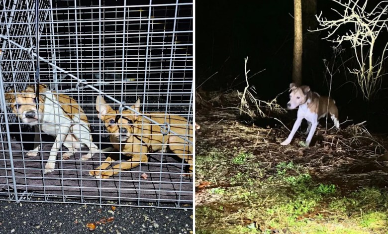3 people arrested after dozens of abandoned dogs found across 3 New Jersey towns 3 people arrested after dozens of abandoned dogs found across 3 New Jersey towns