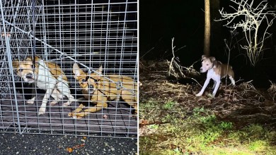 3 people arrested after dozens of abandoned dogs found across 3 New Jersey towns 3 people arrested after dozens of abandoned dogs found across 3 New Jersey towns
