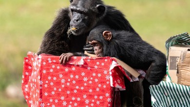 Lion Country Safari KOA campsite in Loxahatchee to close in April Lion Country Safari KOA campsite in Loxahatchee to close in April