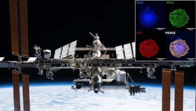 Spaceflight is hard on the heart, yet artificial ones grow better in space than on Earth Spaceflight is hard on the heart, yet artificial ones grow better in space than on Earth