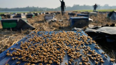 India’s migratory beekeepers and their hives follow the flowers to make the honey flow India’s migratory beekeepers and their hives follow the flowers to make the honey flow
