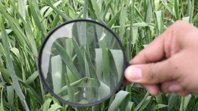 Levi backs three-year regenerative push in Pakistan cotton region Levi backs three-year regenerative push in Pakistan cotton region