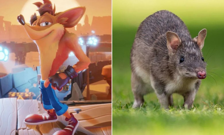 It’s Not Just a Video Game Character, Meet the ‘Snout-Poking’ Bandicoot It’s Not Just a Video Game Character, Meet the ‘Snout-Poking’ Bandicoot