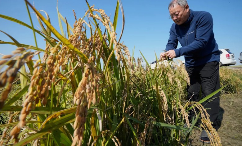South Korean growers sue state power utility, blaming climate change for crop damage South Korean growers sue state power utility, blaming climate change for crop damage