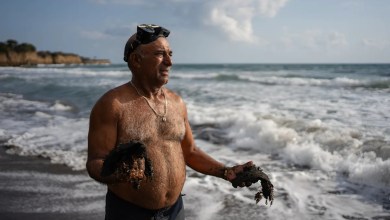 Gulf of Mexico oil spill spread hundreds of miles, killed wildlife and polluted Mexican reserves Gulf of Mexico oil spill spread hundreds of miles, killed wildlife and polluted Mexican reserves