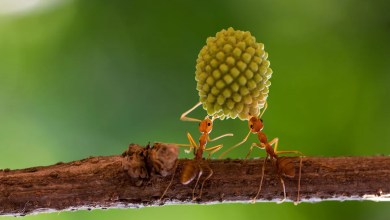 Sick ants invite self-sacrifice to save colony: “Come and kill me” Sick ants invite self-sacrifice to save colony: “Come and kill me”