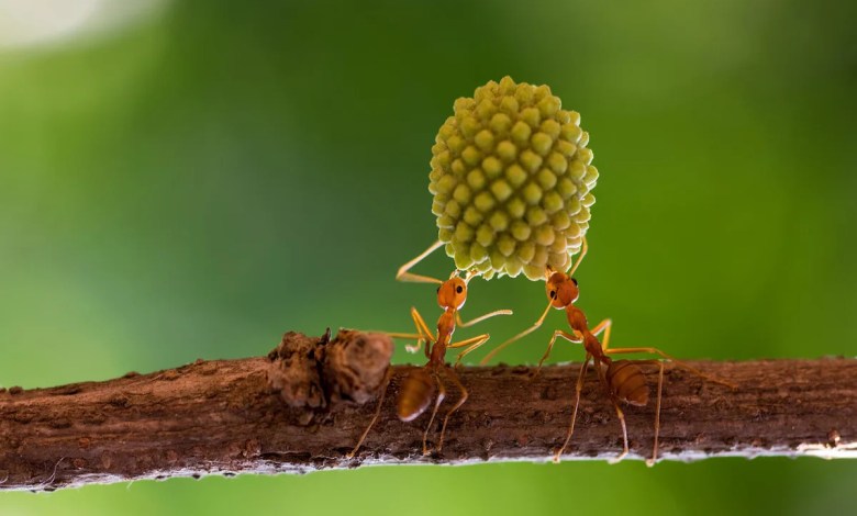 Sick ants invite self-sacrifice to save colony: “Come and kill me” Sick ants invite self-sacrifice to save colony: “Come and kill me”