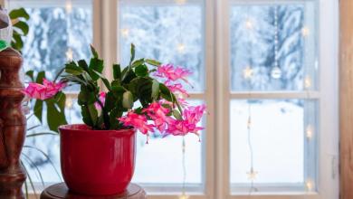 14 Steps to Take Care of a Christmas Cactus 14 Steps to Take Care of a Christmas Cactus