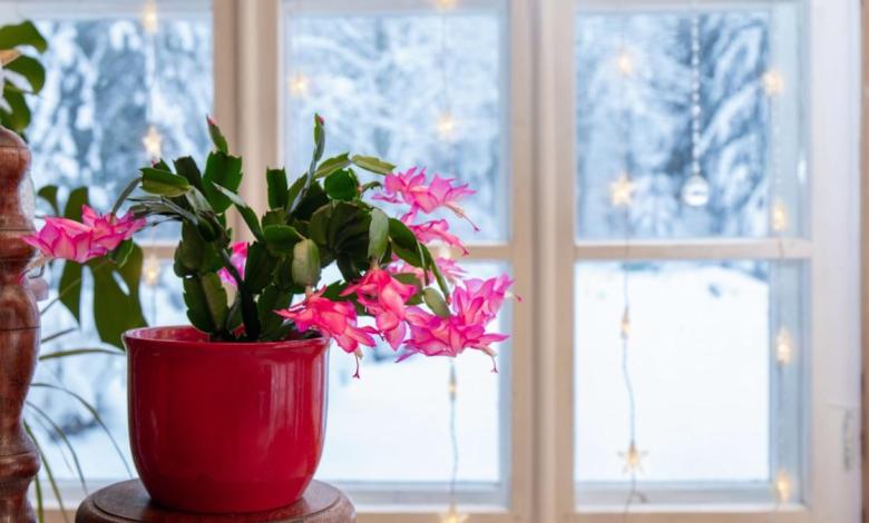 14 Steps to Take Care of a Christmas Cactus 14 Steps to Take Care of a Christmas Cactus