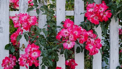 12 Climbing Vines Every Garden Trellis and Pergola Needs 12 Climbing Vines Every Garden Trellis and Pergola Needs