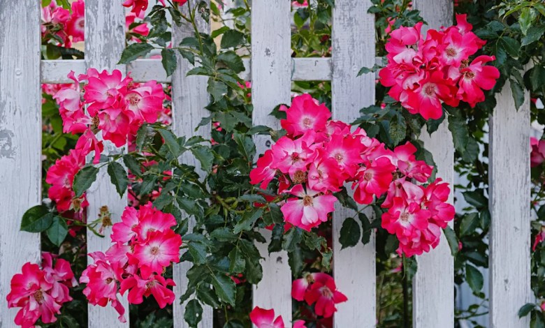 12 Climbing Vines Every Garden Trellis and Pergola Needs 12 Climbing Vines Every Garden Trellis and Pergola Needs