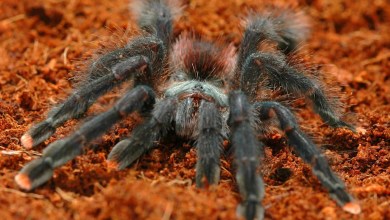 Discover the Nine-Inch Giants and Star Wars Ewok Tarantulas That Inhabit Peru Discover the Nine-Inch Giants and Star Wars Ewok Tarantulas That Inhabit Peru