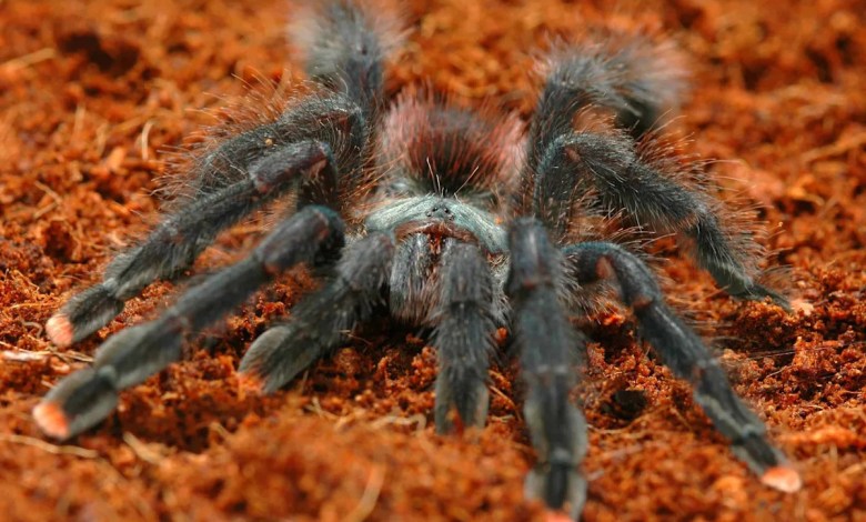 Discover the Nine-Inch Giants and Star Wars Ewok Tarantulas That Inhabit Peru Discover the Nine-Inch Giants and Star Wars Ewok Tarantulas That Inhabit Peru