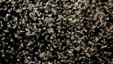 Fall Armyworm Moths Use Earth’s Magnetic Field Like a GPS, New Study Suggests Fall Armyworm Moths Use Earth’s Magnetic Field Like a GPS, New Study Suggests