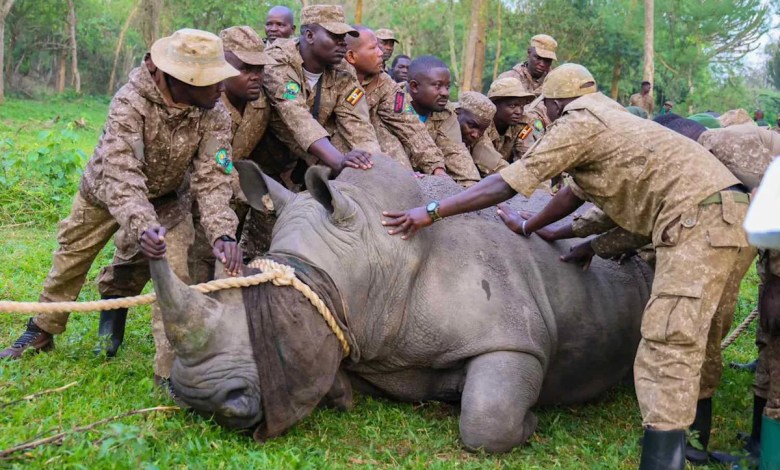 White Rhinos Reintroduced to Uganda 43 Years After Poachers Wiped Out the Rare Species White Rhinos Reintroduced to Uganda 43 Years After Poachers Wiped Out the Rare Species