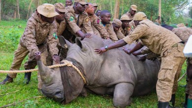 White Rhinos Reintroduced to Uganda 43 Years After Poachers Wiped Out the Rare Species White Rhinos Reintroduced to Uganda 43 Years After Poachers Wiped Out the Rare Species