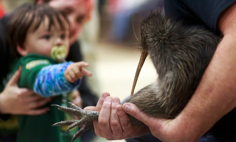 A citizen campaign returns iconic kiwi birds to New Zealand’s capital after a century-long absence A citizen campaign returns iconic kiwi birds to New Zealand’s capital after a century-long absence