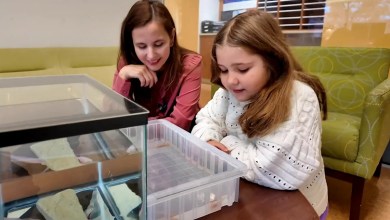 6-year-old girl comes to the rescue of Harvard researchers studying the axolotl 6-year-old girl comes to the rescue of Harvard researchers studying the axolotl