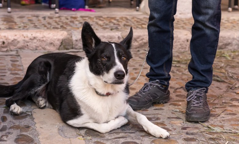 Signs your dog is convinced it’s the hero of the house Signs your dog is convinced it’s the hero of the house