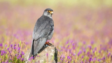 What Makes Point Calimere a Survival Hotspot? What Makes Point Calimere a Survival Hotspot?