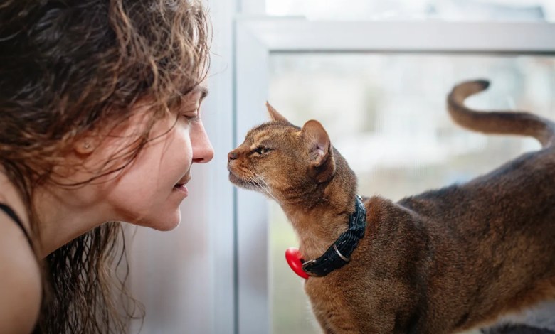 7 cat breeds that form strong emotional bonds with their owners 7 cat breeds that form strong emotional bonds with their owners