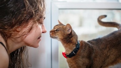 7 cat breeds that form strong emotional bonds with their owners 7 cat breeds that form strong emotional bonds with their owners