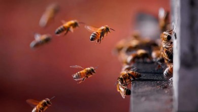 Why Bees Are Emerging Earlier Than Ever and What It Means for Your Garden Why Bees Are Emerging Earlier Than Ever and What It Means for Your Garden