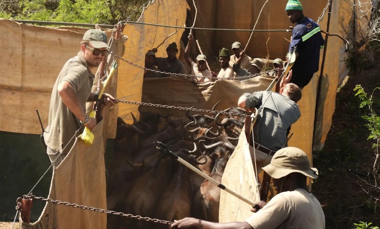 Reviving this African game reserve meant catching and transporting hundreds of wild animals Reviving this African game reserve meant catching and transporting hundreds of wild animals