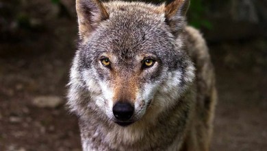 Second Suspected Mass Wolf Poisoning Prompts Officials to Discourage ‘Do-It-Yourself Justice’ Against the Animals Second Suspected Mass Wolf Poisoning Prompts Officials to Discourage ‘Do-It-Yourself Justice’ Against the Animals