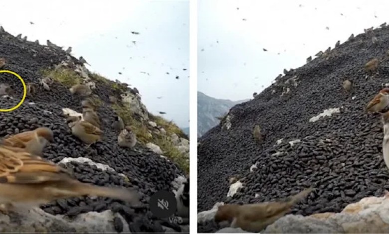 AI-generated clip of ‘sparrows eating lovebugs’ fools S. Korean users AI-generated clip of ‘sparrows eating lovebugs’ fools S. Korean users