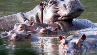 Colombia approves plan to cull dozens of wild hippos Colombia approves plan to cull dozens of wild hippos