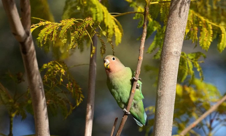 What we can learn from lovebirds, the rare birds that mate for life What we can learn from lovebirds, the rare birds that mate for life