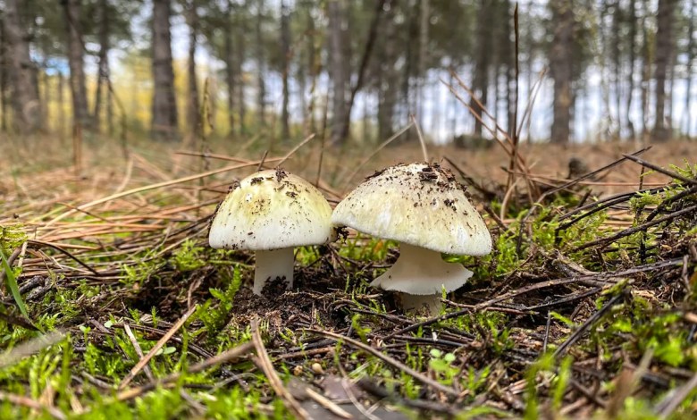 Another California resident dies of death cap mushroom poisoning Another California resident dies of death cap mushroom poisoning