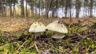 California’s growing mushroom poisoning outbreak is the biggest-ever in U.S. California’s growing mushroom poisoning outbreak is the biggest-ever in U.S.