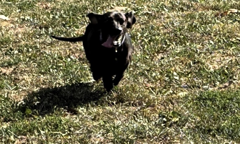 Union County dog park construction to begin in spring Union County dog park construction to begin in spring