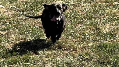 Union County dog park construction to begin in spring Union County dog park construction to begin in spring