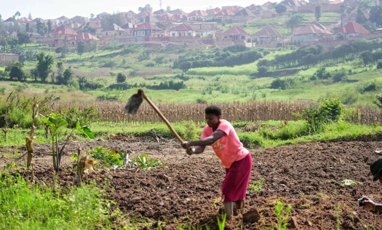 Rwanda tries to protect farmland in Africa’s most densely populated nation Rwanda tries to protect farmland in Africa’s most densely populated nation
