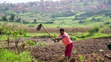 Rwanda tries to protect farmland in Africa’s most densely populated nation Rwanda tries to protect farmland in Africa’s most densely populated nation