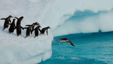 A BBC crew broke ‘cardinal rule’ of nature documentaries to save trapped penguins A BBC crew broke ‘cardinal rule’ of nature documentaries to save trapped penguins