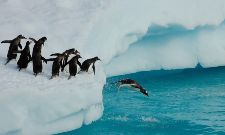 A BBC crew broke ‘cardinal rule’ of nature documentaries to save trapped penguins A BBC crew broke ‘cardinal rule’ of nature documentaries to save trapped penguins