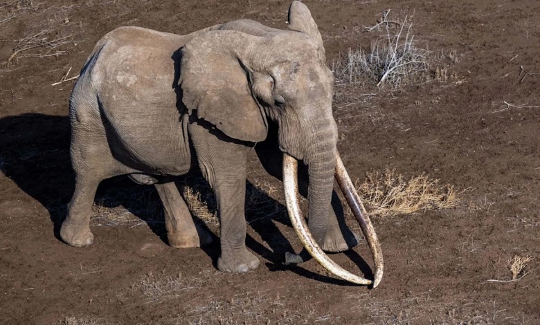 Why Only 30 Super Tuskers Roam Africa—And What Sets Them Apart From All Other Elephants Why Only 30 Super Tuskers Roam Africa—And What Sets Them Apart From All Other Elephants
